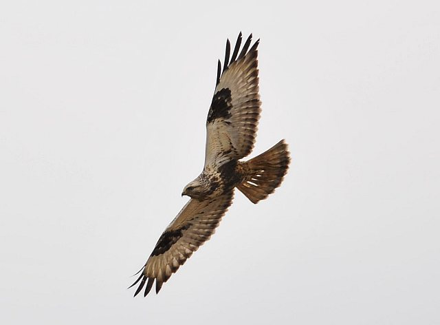 Raufußbussard &copy; Norbert Estner
