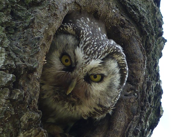 Raufußkauz &copy; Knut Höltke