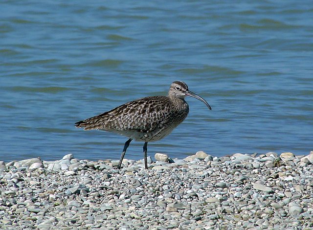 Regenbrachvogel &copy; Klaus Kirchmayer