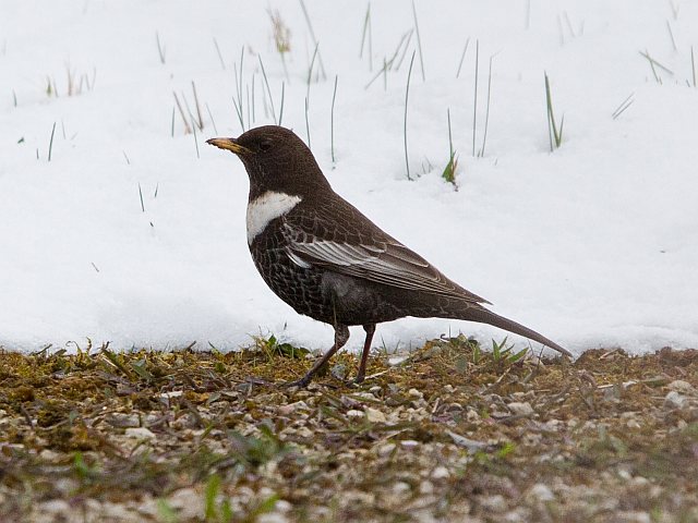 Ringdrossel &copy; Jörg Langenberg