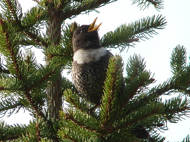 Ringdrossel &copy; Knut Höltke