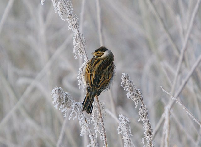 Rohrammer &copy; Bernhard Schuster 