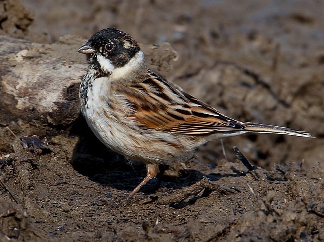 Rohrammer &copy; Michael Manitz