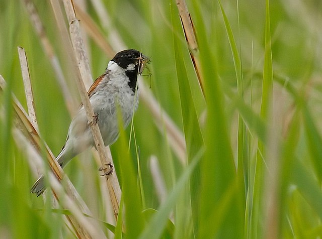 Rohrammer &copy; Michael Manitz