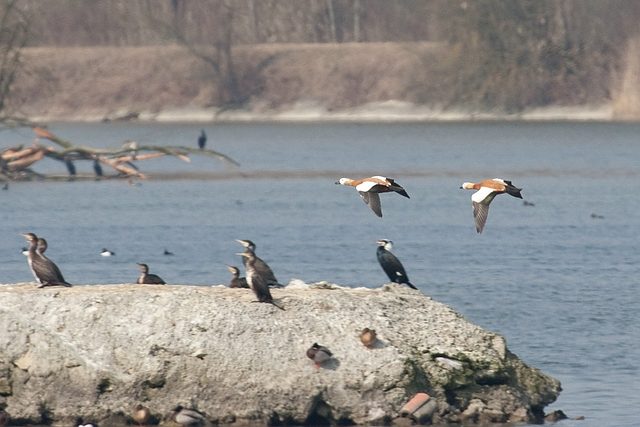 Rostgans &copy; Markus Beser