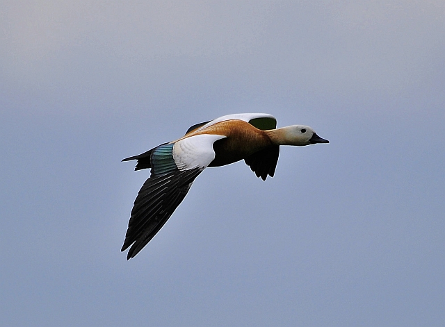 Rostgans &copy; Markus Römhild