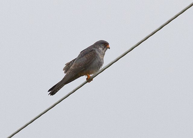 Rotfußfalke &copy; Jörg Langenberg