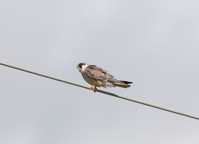 Rotfußfalke &copy; Thomas Langenberg