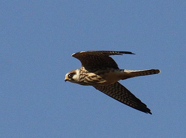 Rotfußfalke &copy; Matthias Bull