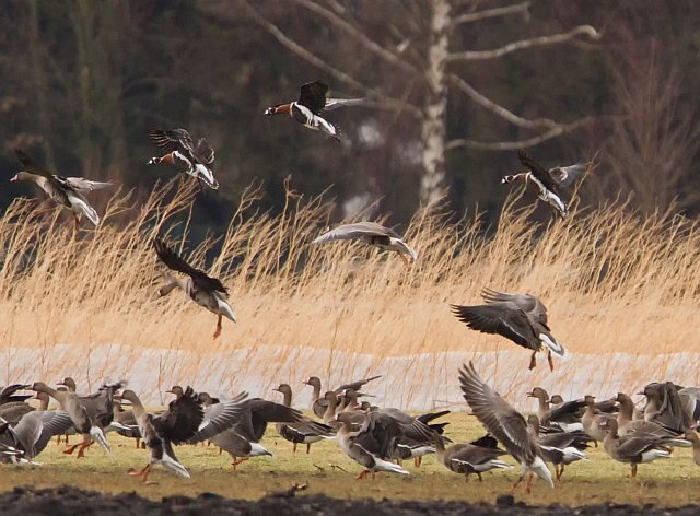 Rothalsgans &copy; Jörg Langenberg