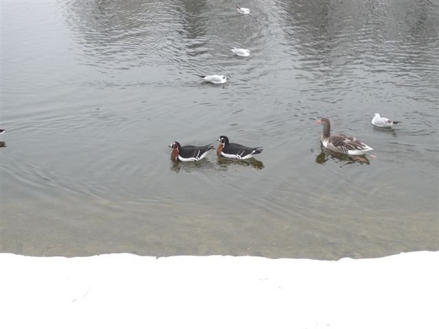 Rothalsgans &copy; Richard Zwintz