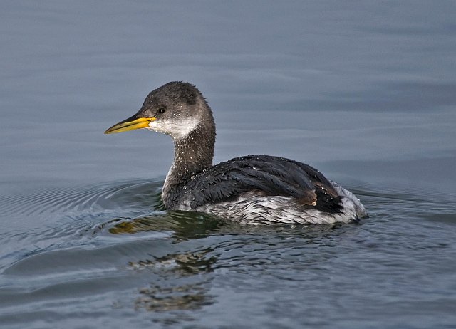 Rothalstaucher &copy; Markus Römhild