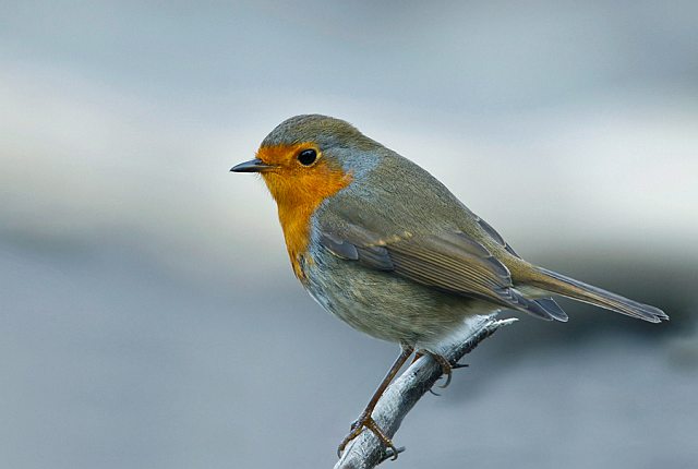 Rotkehlchen &copy; Michael Manitz