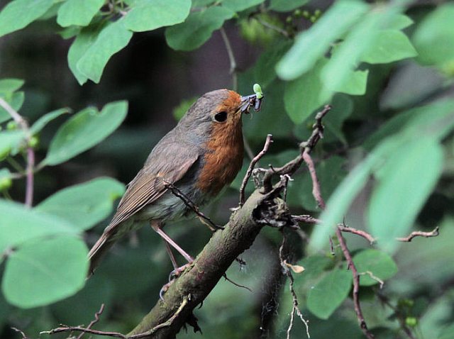 Rotkehlchen &copy; H.-Dieter Naundorf