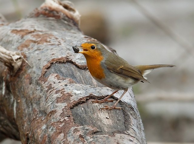 Rotkehlchen &copy; Michael Manitz