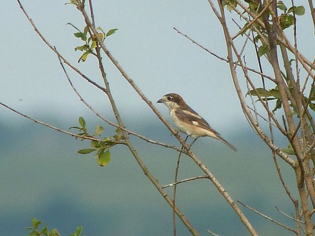 Rotkopfwürger &copy; Stefan Greif