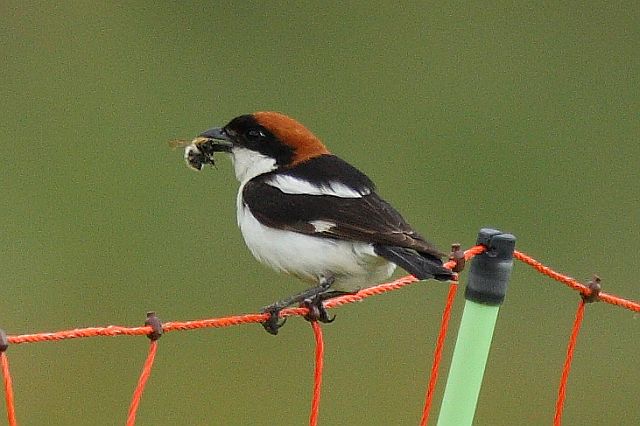 Rotkopfwürger &copy; Wolfgang Einsiedler