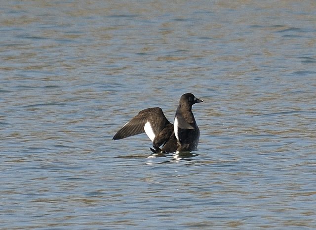 Samtente &copy; Friedrich Renner