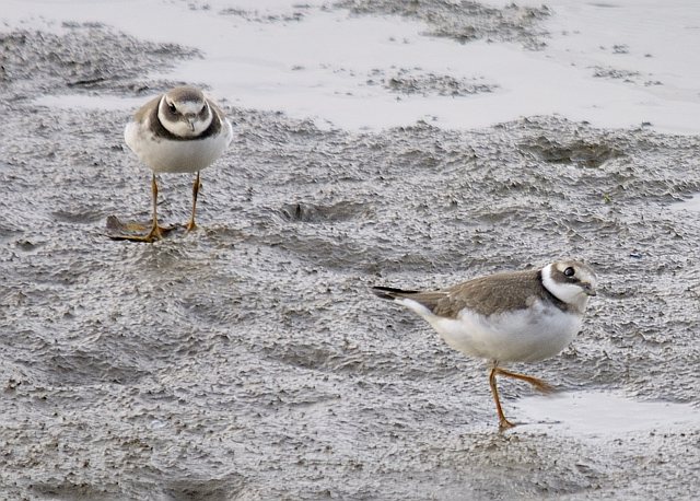 Sandregenpfeifer &copy; Friedrich Renner