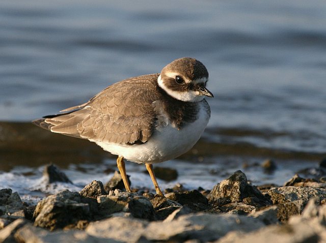 Sandregenpfeifer &copy; Ralf Bayer