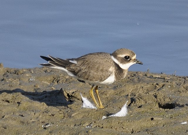 Sandregenpfeifer &copy; Friedrich Renner