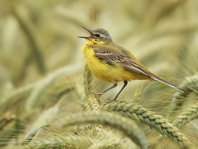Schafstelze &copy; Ulrich Rösch