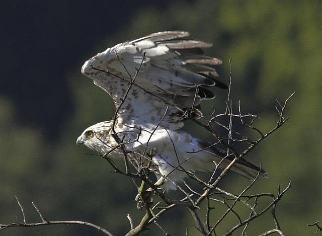 Schlangenadler &copy; Thomas Lang
