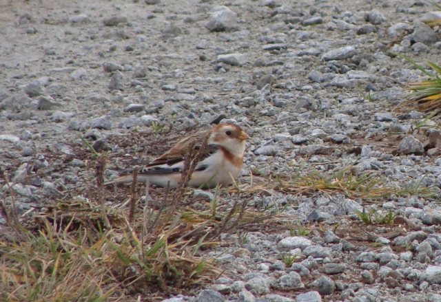 Schneeammer &copy; Kirsten Krätzel