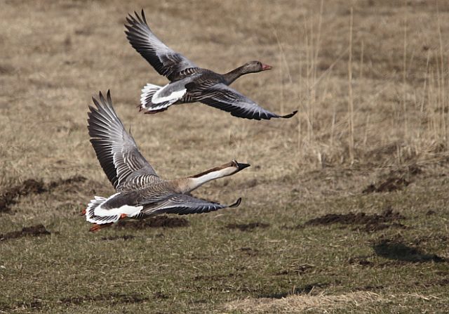 Schwanengans &copy; Arnold Schuchter