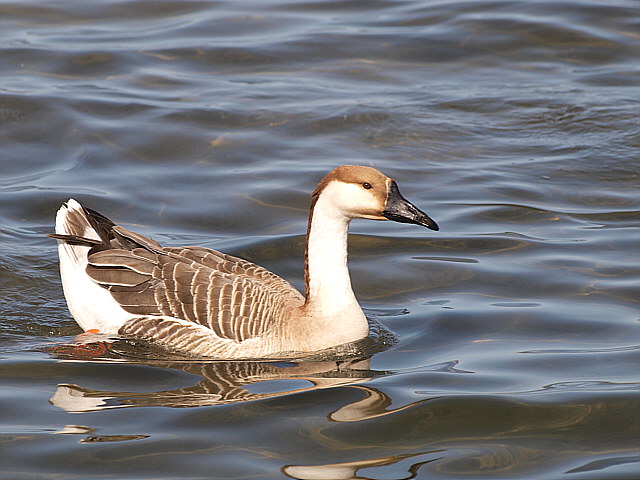 Schwanengans &copy; Johann Graßl