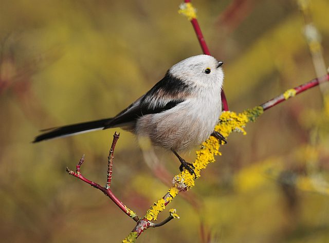 Schwanzmeise &copy; Markus Römhild