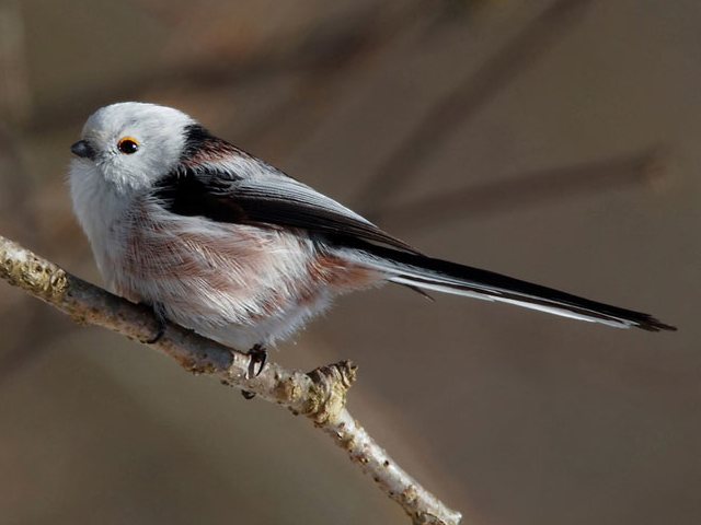 Schwanzmeise &copy; Michael Manitz