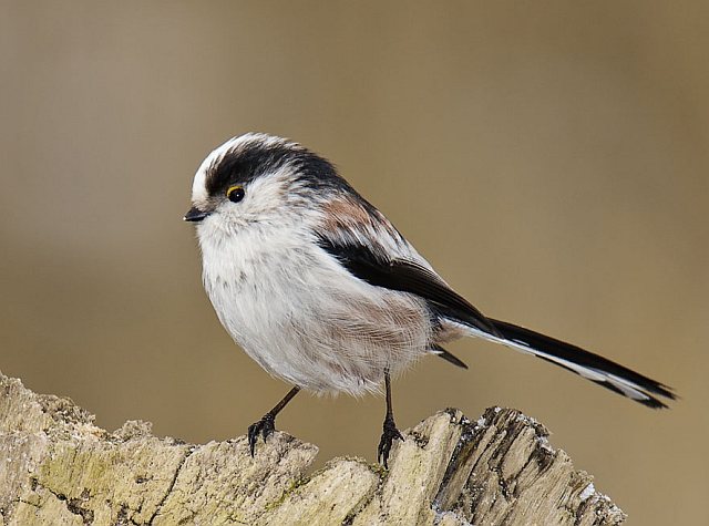 Schwanzmeise &copy; Johannes Sänze