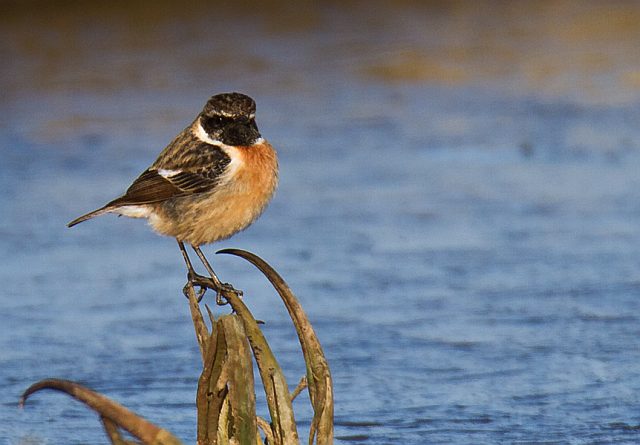 Schwarzkehlchen &copy; Johannes Sänze