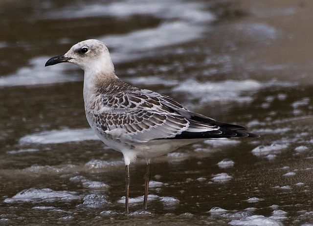 Schwarzkopfmöwe &copy; Markus Römhild