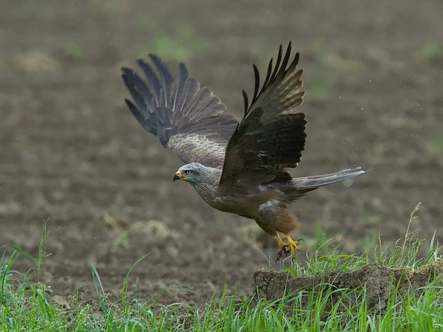 Schwarzmilan &copy; Jörg Langenberg