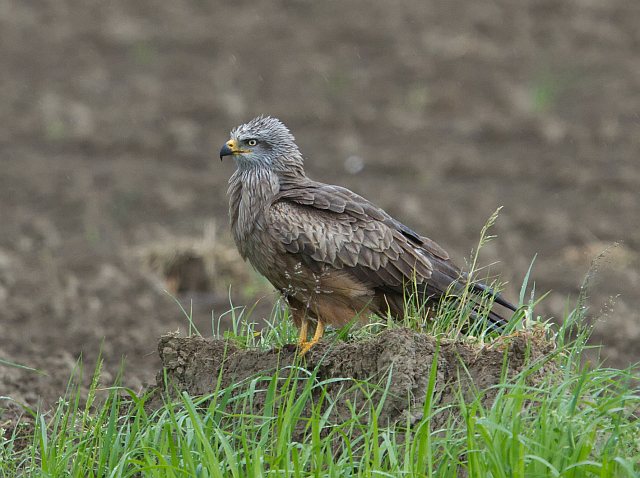 Schwarzmilan &copy; Jörg Langenberg