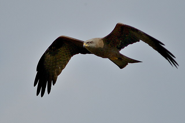 Schwarzmilan &copy; Johann Zimmermann