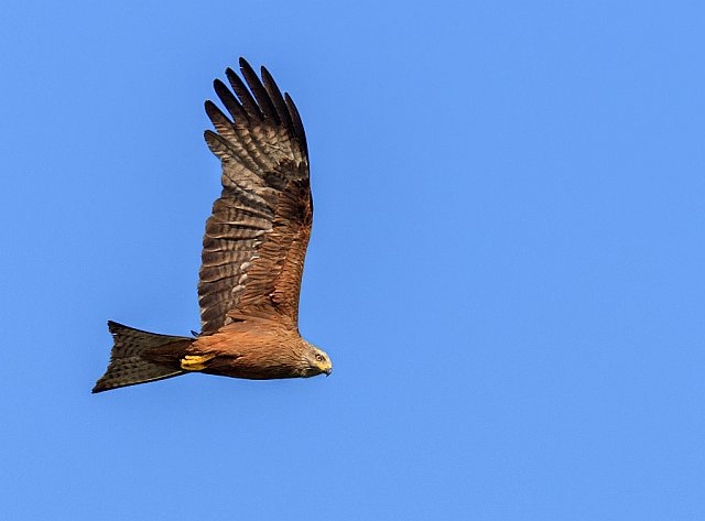 Schwarzmilan &copy; Johannes Sänze