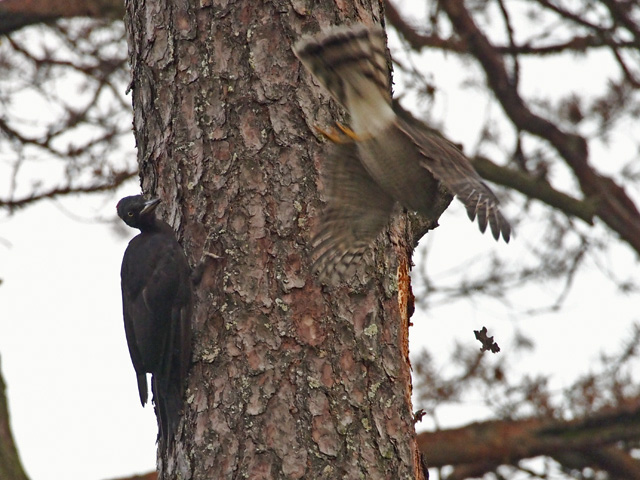 Schwarzspecht &copy; Franz Fischer