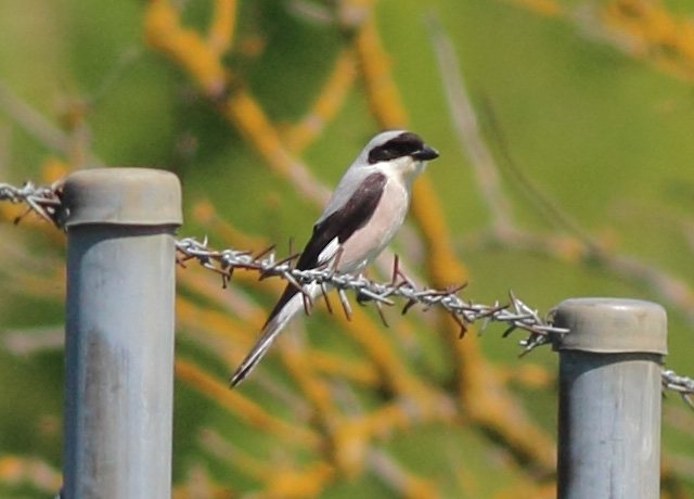 Schwarzstirnwürger &copy; Markus Dähne