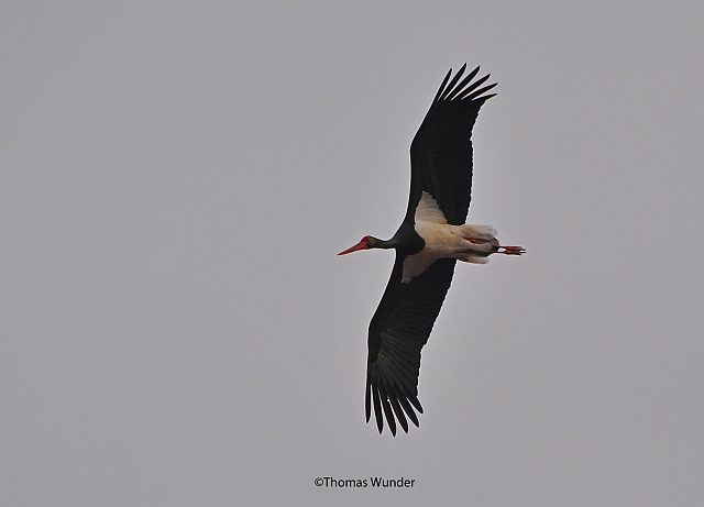 Schwarzstorch &copy; Thomas Wunder