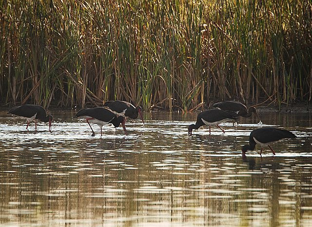 Schwarzstorch &copy; Ulrich Rösch