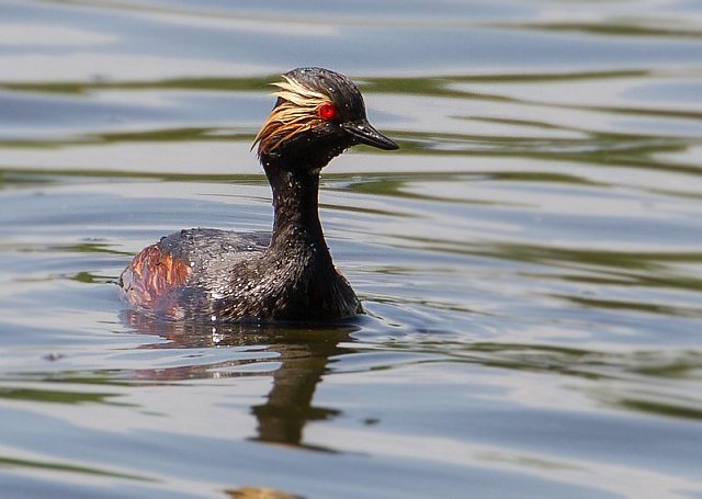Schwarzhalstaucher &copy; Carl-Peter Herbolzheimer