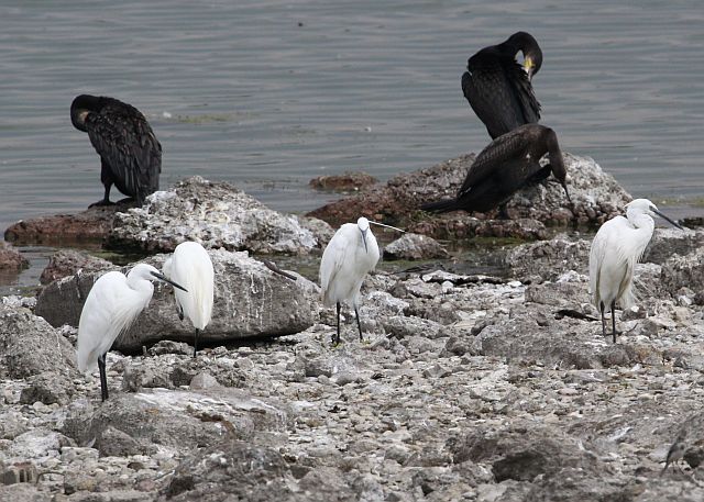 Seidenreiher &copy; Jörg Langenberg