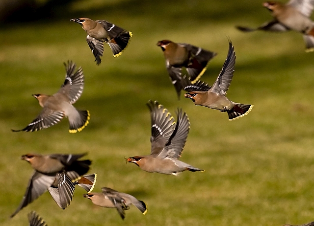 Seidenschwanz &copy; Markus Römhild