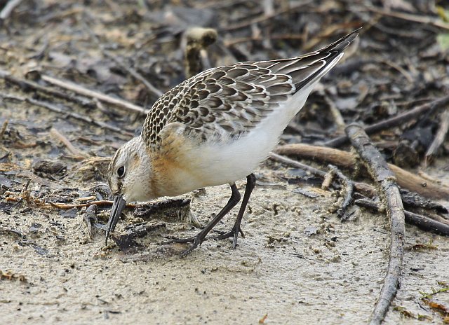 Sichelstrandläufer &copy; Christian Haass