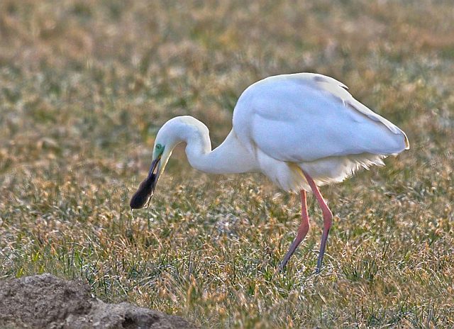 Silberreiher &copy; Michael Manitz