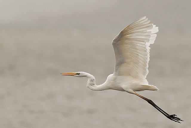 Silberreiher &copy; Michael Manitz