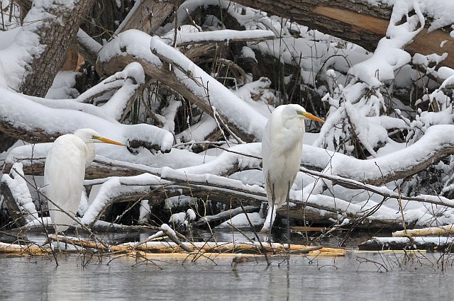 Silberreiher &copy; Erich Pöhmerer